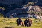 Bison with calves in Theodore Roosevelt National Park, North Dakota, USA. Art Print